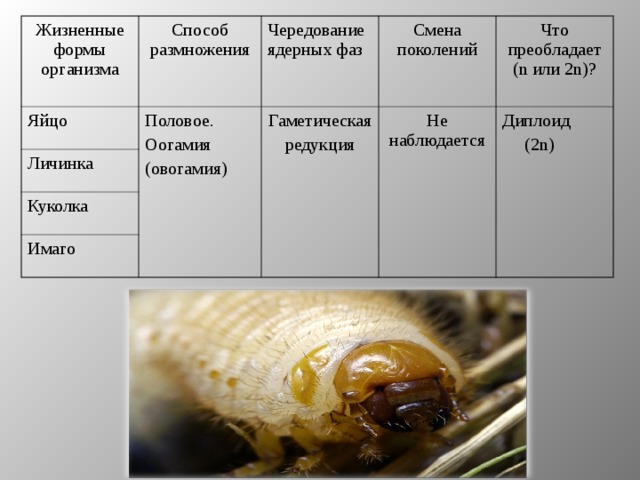 Жизненные формы организма Способ размножения Яйцо Половое. Оогамия (овогамия) Чередование ядерных фаз Личинка Смена поколений Гаметическая редукция Куколка Что преобладает (n или 2n)? Не наблюдается Имаго Диплоид  (2n) 