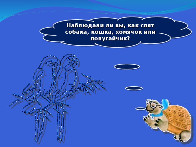 Наблюдали ли вы, как спят собака, кошка, хомячок или попугайчик?  