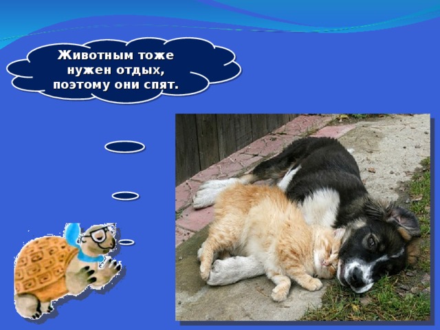 Животным тоже нужен отдых, поэтому они спят.  