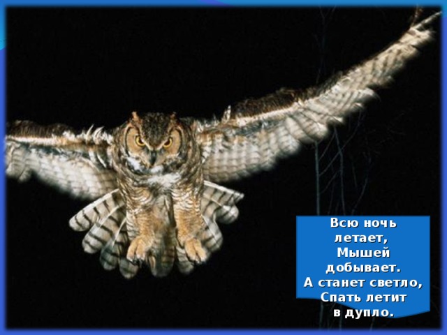  Всю ночь летает,  Мышей добывает.  А станет светло,  Спать летит в дупло.    