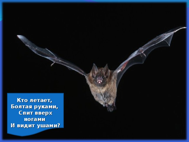  Кто летает, Болтая руками, Спит вверх ногами И видит ушами?  