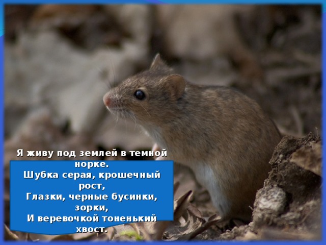   Я живу под землей в темной норке.  Шубка серая, крошечный рост,  Глазки, черные бусинки, зорки,  И веревочкой тоненький хвост.     