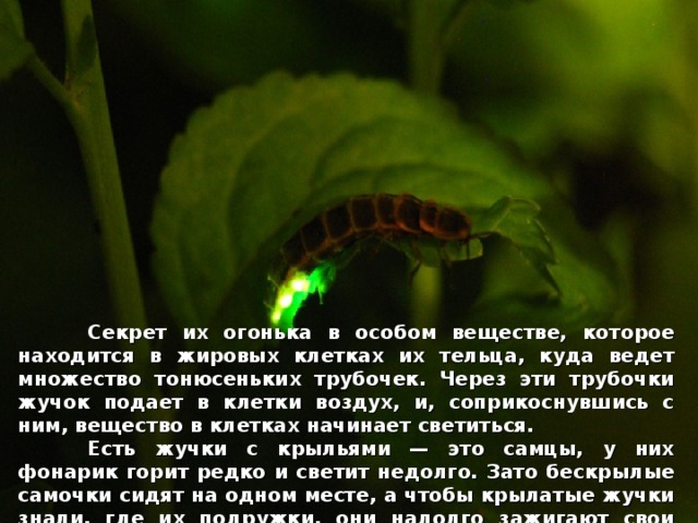  Секрет их огонька в особом веществе, которое находится в жировых клетках их тельца, куда ведет множество тонюсеньких трубочек. Через эти трубочки жучок подает в клетки воздух, и, соприкоснувшись с ним, вещество в клетках начинает светиться.  Есть жучки с крыльями — это самцы, у них фонарик горит редко и светит недолго. Зато бескрылые самочки сидят на одном месте, а чтобы крылатые жучки знали, где их подружки, они надолго зажигают свои чудесные фонарики и освещают ими темноту июльских ночей.  