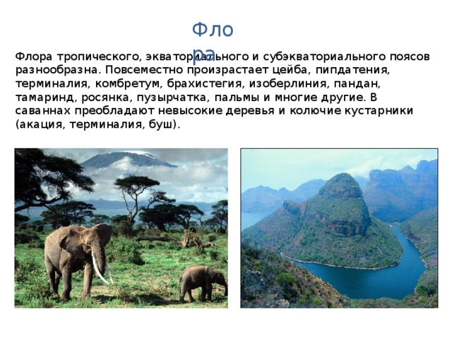 Флора Флора тропического, экваториального и субэкваториального поясов разнообразна. Повсеместно произрастает цейба, пипдатения, терминалия, комбретум, брахистегия, изоберлиния, пандан, тамаринд, росянка, пузырчатка, пальмы и многие другие. В саваннах преобладают невысокие деревья и колючие кустарники (акация, терминалия, буш). Поскольку климат большей части Австралии резко засушливый, в ее флоре преобладают сухолюбивые растения: особые злаки, эвкалипты, зонтичные акации, бутылочное дерево. В тропических лесах северной части произрастают гигантские эвкалипты, фикусы, пальмы, встречаются заросли бамбука. Для южной зоны саанн характерен покров густой травы и расположенные группами эвкалипты и зонтичные акации. Восточная часть Австралии покрыта субтропическими вечнозелеными лесами с большим количеством эвкалиптов, древовидных хвощей, папоротников 10-20-метровой высоты.  