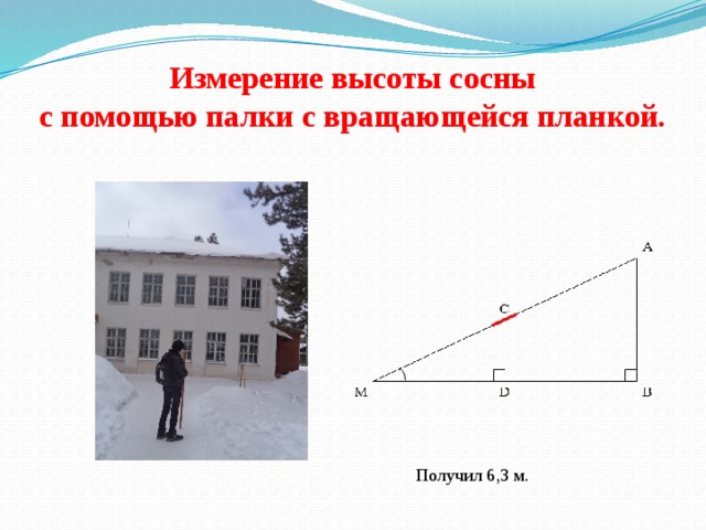 Измерение высоты сосны  с помощью палки с вращающейся планкой. Получил 6,3 м. 