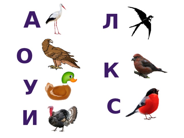 а л о к у с и 