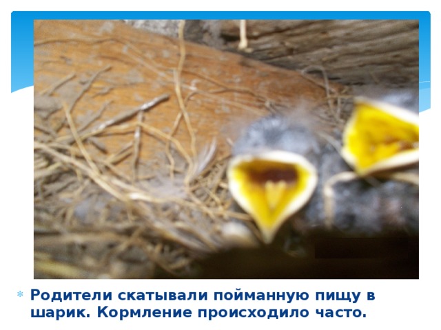 Родители скатывали пойманную пищу в шарик. Кормление происходило часто.