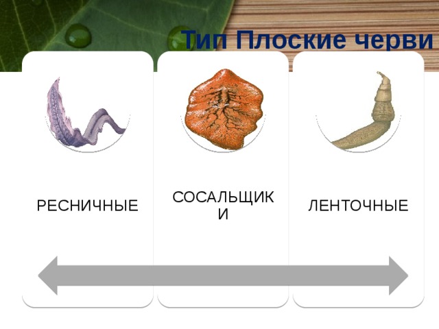 Тип Плоские черви РЕСНИЧНЫЕ СОСАЛЬЩИКИ ЛЕНТОЧНЫЕ 