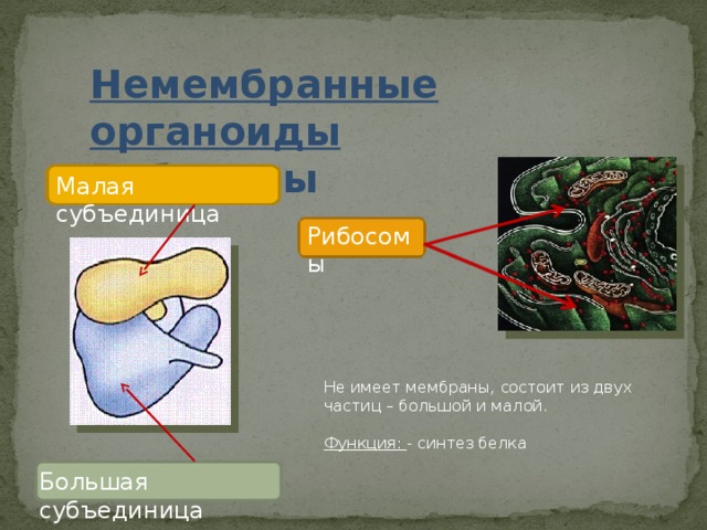 Немембранные органоиды Рибосомы Малая субъединица Рибосомы Не имеет мембраны, состоит из двух частиц – большой и малой. Функция: - синтез белка Большая субъединица 