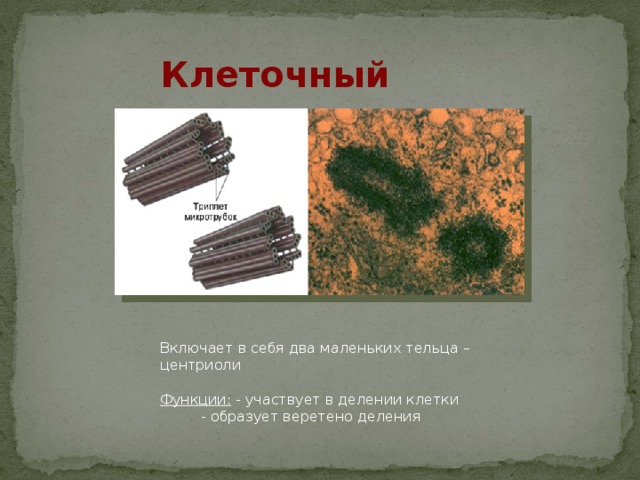 Клеточный центр Включает в себя два маленьких тельца – центриоли Функции: - участвует в делении клетки   - образует веретено деления 