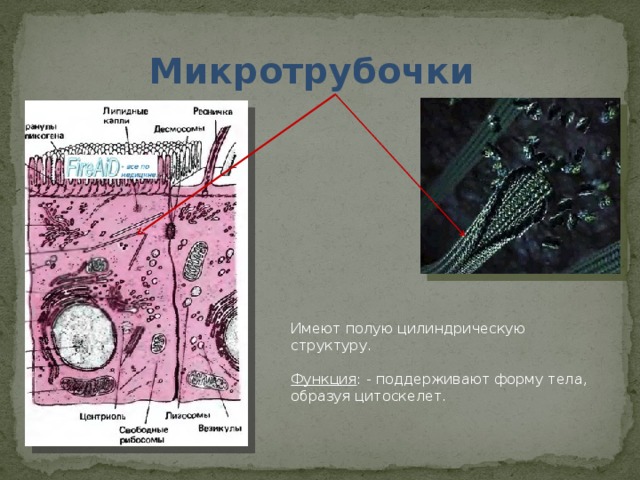 Микротрубочки Имеют полую цилиндрическую структуру. Функция : - поддерживают форму тела, образуя цитоскелет. 