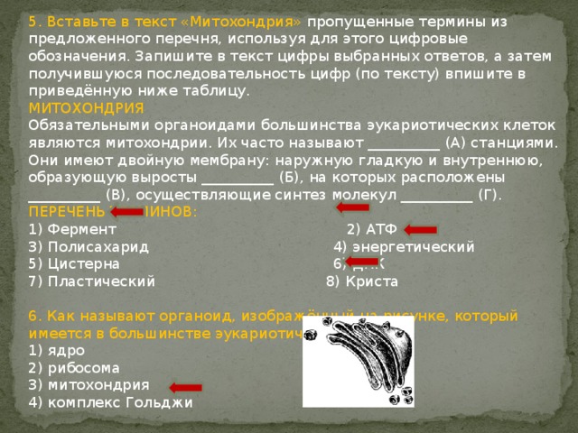 5. Вставьте в текст «Митохондрия» пропущенные термины из предложенного перечня, используя для этого цифровые обозначения. Запишите в текст цифры выбранных ответов, а затем получившуюся последовательность цифр (по тексту) впишите в приведённую ниже таблицу. МИТОХОНДРИЯ Обязательными органоидами большинства эукариотических клеток являются митохондрии. Их часто называют __________ (А) станциями. Они имеют двойную мембрану: наружную гладкую и внутреннюю, образующую выросты __________ (Б), на которых расположены __________ (В), осуществляющие синтез молекул __________ (Г). ПЕРЕЧЕНЬ ТЕРМИНОВ: 1) Фермент 2) АТФ 3) Полисахарид 4) энергетический 5) Цистерна 6) ДНК 7) Пластический 8) Криста 6. Как называют органоид, изображённый на рисунке, который имеется в большинстве эукариотических клеток? 1) ядро 2) рибосома 3) митохондрия 4) комплекс Гольджи 