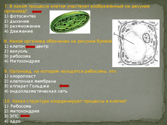 7. В каком процессе клетки участвует изображённый на рисунке органоид? 1) фотосинтез 2) дыхание 3) размножение 4) Движение 8. Какой органоид обозначен на рисунке буквой А? 1) клеточный центр 2) вакуоль 3) рибосома 4) Митохондрия 9. Органоид, на котором находятся рибосомы, это 1) хлоропласт 2) клеточная мембрана 3) аппарат Гольджи 4) эндоплазматическая сеть 10. Какая структура координирует процессы в клетке? Рибосома 2) митохондрия 3) ЭПС 4) ядро 