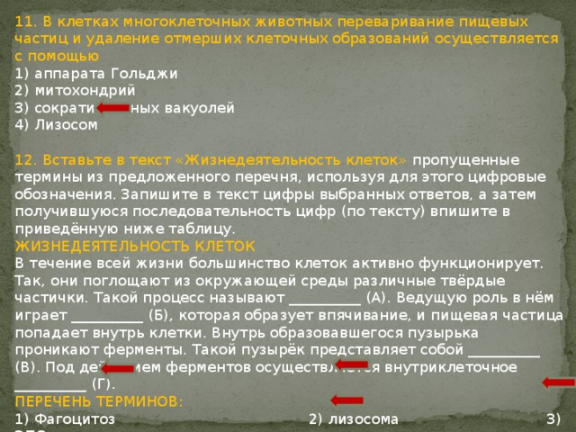11. В клетках многоклеточных животных переваривание пищевых частиц и удаление отмерших клеточных образований осуществляется с помощью 1) аппарата Гольджи 2) митохондрий 3) сократительных вакуолей 4) Лизосом 12. Вставьте в текст «Жизнедеятельность клеток» пропущенные термины из предложенного перечня, используя для этого цифровые обозначения. Запишите в текст цифры выбранных ответов, а затем получившуюся последовательность цифр (по тексту) впишите в приведённую ниже таблицу. ЖИЗНЕДЕЯТЕЛЬНОСТЬ КЛЕТОК В течение всей жизни большинство клеток активно функционирует. Так, они поглощают из окружающей среды различные твёрдые частички. Такой процесс называют __________ (А). Ведущую роль в нём играет __________ (Б), которая образует впячивание, и пищевая частица попадает внутрь клетки. Внутрь образовавшегося пузырька проникают ферменты. Такой пузырёк представляет собой __________ (В). Под действием ферментов осуществляется внутриклеточное __________ (Г). ПЕРЕЧЕНЬ ТЕРМИНОВ: 1) Фагоцитоз 2) лизосома 3) ЭПС 4) Пиноцитоз 5) дыхание 6) клеточная мембрана 7) Ядро 8) пищеварение 