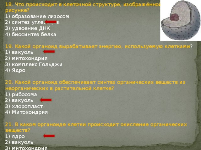 18. Что происходит в клеточной структуре, изображённой на рисунке? 1) образование лизосом 2) синтез углеводов 3) удвоение ДНК 4) биосинтез белка 19. Какой органоид вырабатывает энергию, используемую клетками ? 1) вакуоль 2) митохондрия 3) комплекс Гольджи 4) Ядро 20. Какой органоид обеспечивает синтез органических веществ из неорганических в растительной клетке? 1) рибосома 2) вакуоль 3) хлоропласт 4) Митохондрия 21. В каком органоиде клетки происходит окисление органических веществ? 1) ядро 2) вакуоль 3) митохондрия 4) комплекс Гольджи 