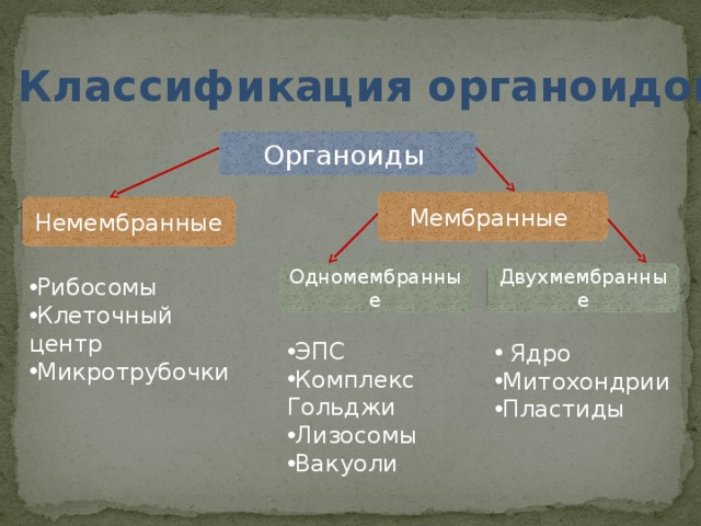 Классификация органоидов Органоиды Мембранные Немембранные Одномембранные Двухмембранные Рибосомы Клеточный центр Микротрубочки ЭПС Комплекс Гольджи Лизосомы Вакуоли  Ядро Митохондрии Пластиды 