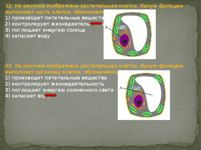 32. На рисунке изображена растительная клетка. Какую функцию выполняет часть клетки, обозначенная буквой А? 1) производит питательные вещества 2) контролирует жизнедеятельность 3) поглощает энергию солнца 4) запасает воду 33. На рисунке изображена растительная клетка. Какую функцию выполняет органоид клетки, обозначенный буквой А? 1) производит питательные вещества 2) контролирует жизнедеятельность 3) поглощает энергию солнечного света 4) запасает воду 