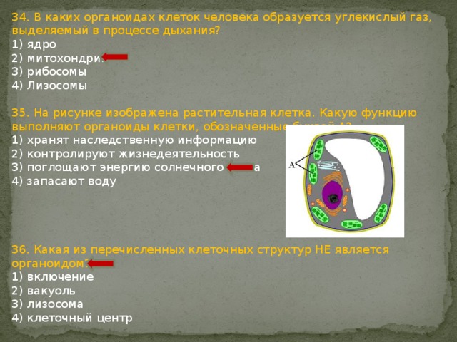 34. В каких органоидах клеток человека образуется углекислый газ, выделяемый в процессе дыхания? 1) ядро 2) митохондрии 3) рибосомы 4) Лизосомы 35. На рисунке изображена растительная клетка. Какую функцию выполняют органоиды клетки, обозначенные буквой А? 1) хранят наследственную информацию 2) контролируют жизнедеятельность 3) поглощают энергию солнечного света 4) запасают воду 36. Какая из перечисленных клеточных структур НЕ является органоидом? 1) включение 2) вакуоль 3) лизосома 4) клеточный центр 