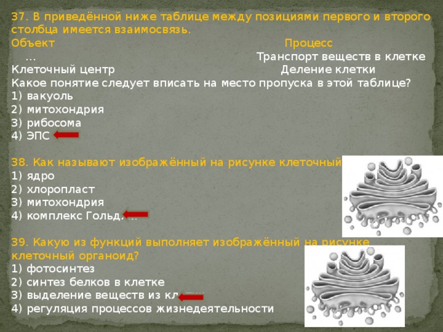 37. В приведённой ниже таблице между позициями первого и второго столбца имеется взаимосвязь. Объект Процесс … Транспорт веществ в клетке Клеточный центр Деление клетки Какое понятие следует вписать на место пропуска в этой таблице? 1) вакуоль 2) митохондрия 3) рибосома 4) ЭПС 38. Как называют изображённый на рисунке клеточный органоид ? 1) ядро 2) хлоропласт 3) митохондрия 4) комплекс Гольджи 39. Какую из функций выполняет изображённый на рисунке клеточный органоид? 1) фотосинтез 2) синтез белков в клетке 3) выделение веществ из клетки 4) регуляция процессов жизнедеятельности 