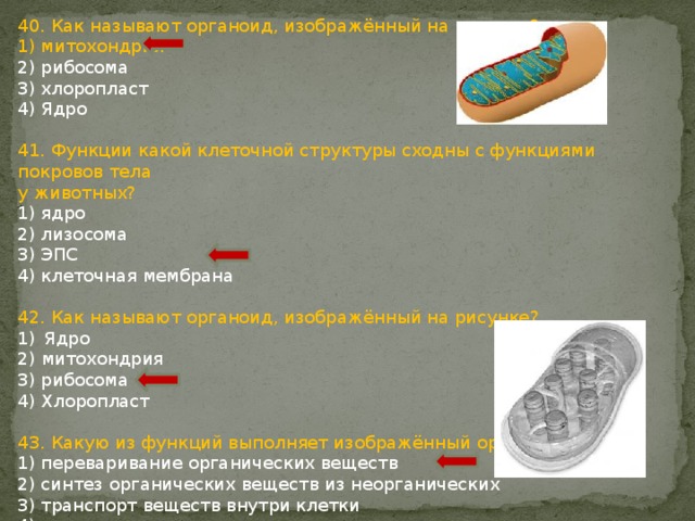 40. Как называют органоид, изображённый на рисунке? 1) митохондрия 2) рибосома 3) хлоропласт 4) Ядро 41. Функции какой клеточной структуры сходны с функциями покровов тела у животных? 1) ядро 2) лизосома 3) ЭПС 4) клеточная мембрана 42. Как называют органоид, изображённый на рисунке? Ядро 2) митохондрия 3) рибосома 4) Хлоропласт 43. Какую из функций выполняет изображённый органоид? 1) переваривание органических веществ 2) синтез органических веществ из неорганических 3) транспорт веществ внутри клетки 4) регуляция процессов жизнедеятельности 