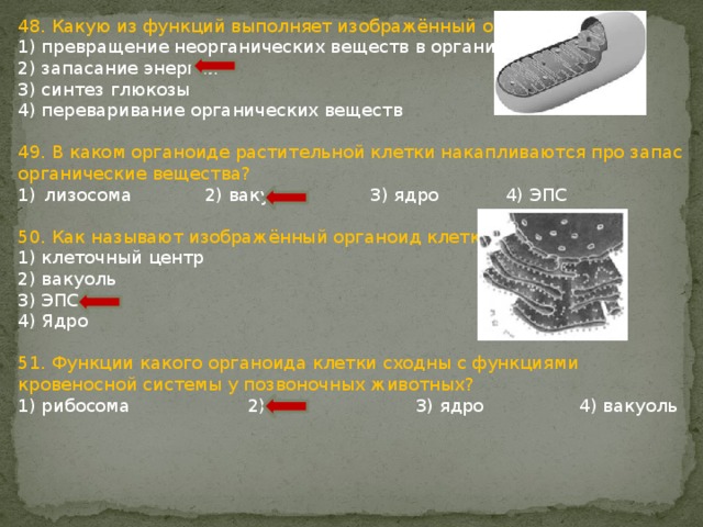48. Какую из функций выполняет изображённый органоид? 1) превращение неорганических веществ в органические 2) запасание энергии 3) синтез глюкозы 4) переваривание органических веществ 49. В каком органоиде растительной клетки накапливаются про запас органические вещества? лизосома 2) вакуоль 3) ядро 4) ЭПС 50. Как называют изображённый органоид клетки? 1) клеточный центр 2) вакуоль 3) ЭПС 4) Ядро 51. Функции какого органоида клетки сходны с функциями кровеносной системы у позвоночных животных? 1) рибосома 2) ЭПС 3) ядро 4) вакуоль 