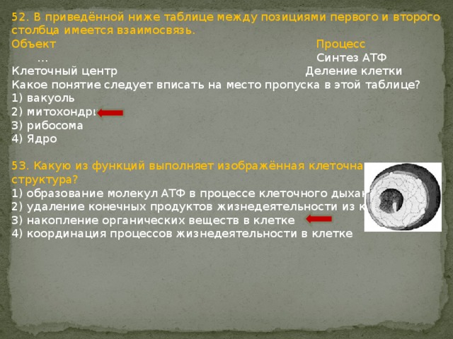 52. В приведённой ниже таблице между позициями первого и второго столбца имеется взаимосвязь. Объект Процесс … Синтез АТФ Клеточный центр Деление клетки Какое понятие следует вписать на место пропуска в этой таблице? 1) вакуоль 2) митохондрия 3) рибосома 4) Ядро 53. Какую из функций выполняет изображённая клеточная структура? 1) образование молекул АТФ в процессе клеточного дыхания 2) удаление конечных продуктов жизнедеятельности из клетки 3) накопление органических веществ в клетке 4) координация процессов жизнедеятельности в клетке 
