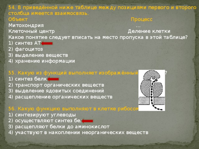 54. В приведённой ниже таблице между позициями первого и второго столбца имеется взаимосвязь. Объект Процесс Митохондрия … Клеточный центр Деление клетки Какое понятие следует вписать на место пропуска в этой таблице? 1) синтез АТФ 2) фагоцитоз 3) выделение веществ 4) хранение информации 55. Какую из функций выполняет изображённый органоид ? 1) синтез белков 2) транспорт органических веществ 3) выделение ядовитых соединений 4) расщепление органических веществ 56. Какую функцию выполняют в клетке рибосомы? 1) синтезируют углеводы 2) осуществляют синтез белков 3) расщепляют белки до аминокислот 4) участвуют в накоплении неорганических веществ 