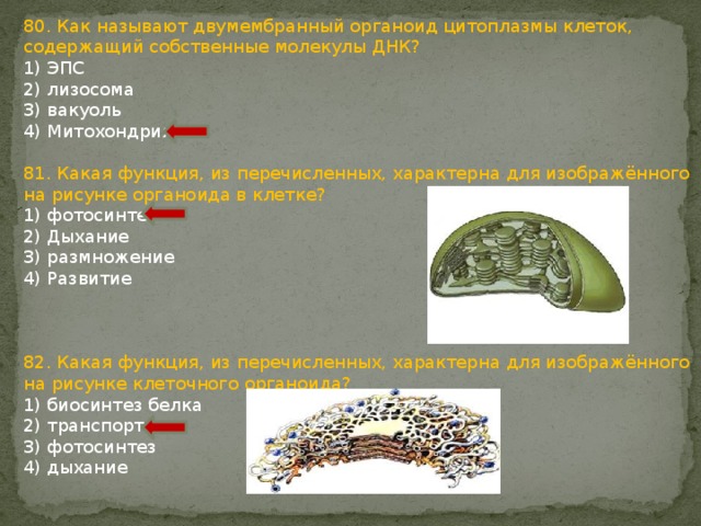 80. Как называют двумембранный органоид цитоплазмы клеток, содержащий собственные молекулы ДНК? 1) ЭПС 2) лизосома 3) вакуоль 4) Митохондрия 81. Какая функция, из перечисленных, характерна для изображённого на рисунке органоида в клетке? 1) фотосинтез 2) Дыхание 3) размножение 4) Развитие 82. Какая функция, из перечисленных, характерна для изображённого на рисунке клеточного органоида? 1) биосинтез белка 2) транспорт 3) фотосинтез 4) дыхание 