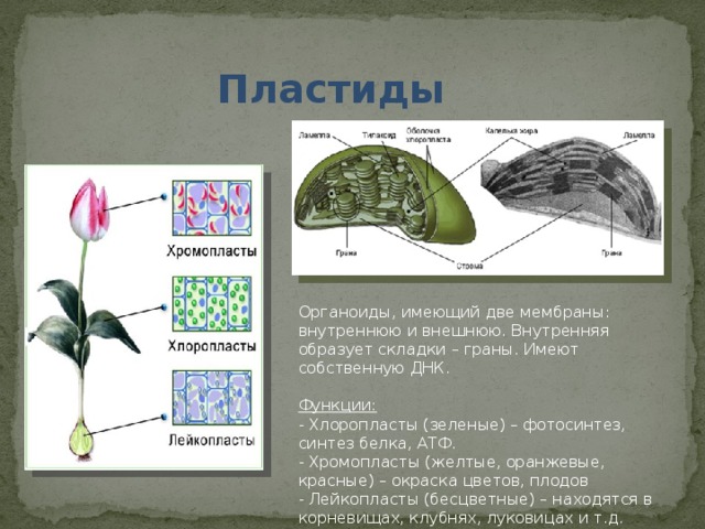 Пластиды Органоиды, имеющий две мембраны: внутреннюю и внешнюю. Внутренняя образует складки – граны. Имеют собственную ДНК. Функции: - Хлоропласты (зеленые) – фотосинтез, синтез белка, АТФ. - Хромопласты (желтые, оранжевые, красные) – окраска цветов, плодов - Лейкопласты (бесцветные) – находятся в корневищах, клубнях, луковицах и т.д. 
