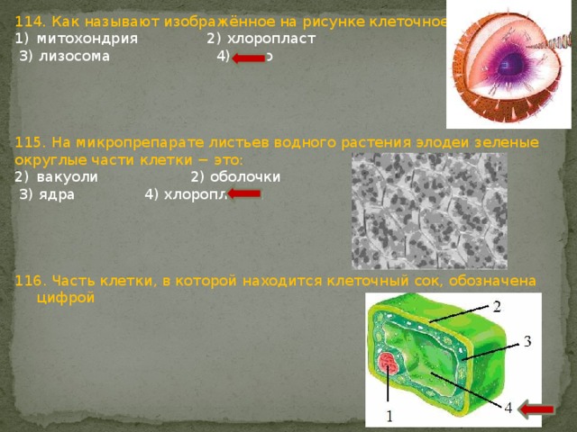 114. Как называют изображённое на рисунке клеточное образование ? митохондрия 2) хлоропласт  3) лизосома 4) ядро 115. На микропрепарате листьев водного растения элодеи зеленые округлые части клетки − это: вакуоли 2) оболочки  3) ядра 4) хлоропласты 116. Часть клетки, в которой находится клеточный сок, обозначена цифрой 