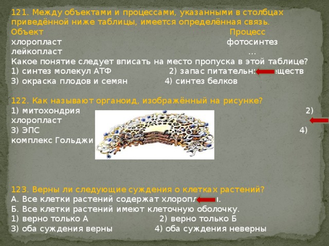 121. Между объектами и процессами, указанными в столбцах приведённой ниже таблицы, имеется определённая связь. Объект Процесс хлоропласт фотосинтез лейкопласт … Какое понятие следует вписать на место пропуска в этой таблице? 1) синтез молекул АТФ 2) запас питательных веществ 3) окраска плодов и семян 4) синтез белков 122. Как называют органоид, изображённый на рисунке? 1) митохондрия 2) хлоропласт 3) ЭПС 4) комплекс Гольджи 123. Верны ли следующие суждения о клетках растений? А. Все клетки растений содержат хлоропласты. Б. Все клетки растений имеют клеточную оболочку. 1) верно только А 2) верно только Б 3) оба суждения верны 4) оба суждения неверны 