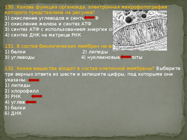 130. Какова функция органоида, электронная микрофотография которого представлена на рисунке? 1) окисление углеводов и синтез АТФ 2) окисление железа и синтез АТФ 3) синтез АТФ с использованием энергии солнца 4) синтез ДНК на матрице РНК 131. В состав биологических мембран не входят 1) белки 2) липиды 3) углеводы 4) нуклеиновые кислоты 132. Какие вещества входят в состав клеточной мембраны? Выберите три верных ответа из шести и запишите цифры, под которыми они указаны. 1) липиды 2) хлорофилл 3) РНК 4) углеводы 5) белки 6) ДНК 