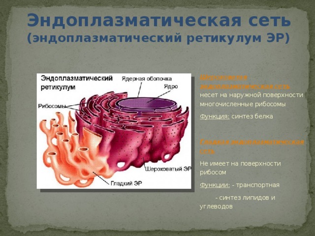 Эндоплазматическая сеть (эндоплазматический ретикулум ЭР)  Шероховатая эндоплазматическая сеть несет на наружной поверхности многочисленные рибосомы Функция: синтез белка Гладкая эндоплазматическая сеть Не имеет на поверхности рибосом Функции: - транспортная   - синтез липидов и  углеводов 