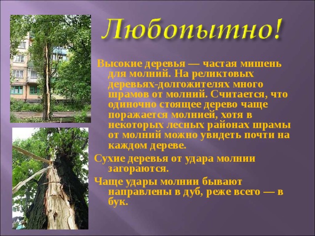  Высокие деревья — частая мишень для молний. На реликтовых деревьях-долгожителях много шрамов от молний. Считается, что одиночно стоящее дерево чаще поражается молнией, хотя в некоторых лесных районах шрамы от молний можно увидеть почти на каждом дереве. Сухие деревья от удара молнии загораются. Чаще удары молнии бывают направлены в дуб, реже всего — в бук.  
