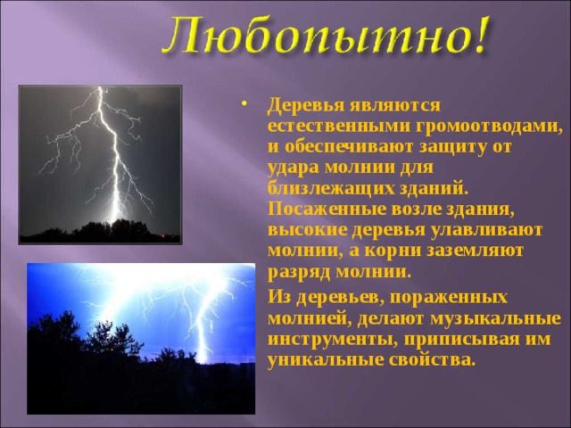 Деревья являются естественными громоотводами, и обеспечивают защиту от удара молнии для близлежащих зданий. Посаженные возле здания, высокие деревья улавливают молнии, а корни заземляют разряд молнии. Из деревьев, пораженных молнией, делают музыкальные инструменты, приписывая им уникальные свойства.  