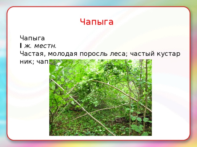 Чапыга Чапыга I   ж. местн. Частая, молодая поросль леса; частый кустарник; чапыжник. 