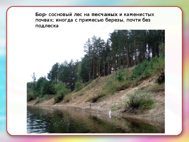 Бор - сосновый лес на  песчаных  и каменистых почвах; иногда с примесью березы, почти без подлеска 