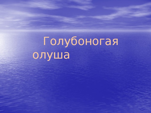  Голубоногая олуша 