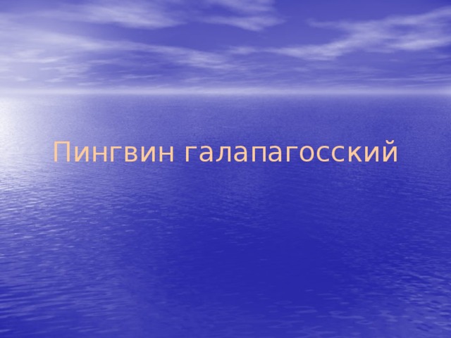 Пингвин галапагосский 