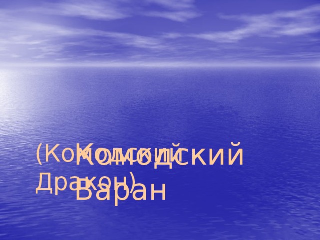    Комодский Варан (Комодский Дракон) 
