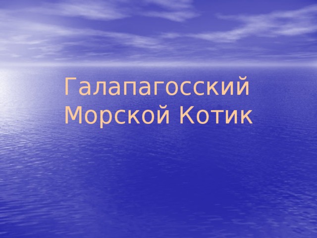 Галапагосский Морской Котик 
