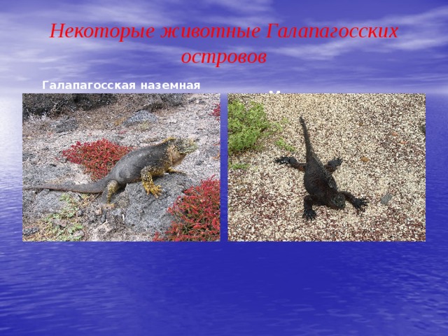 Некоторые животные Галапагосских островов Галапагосская наземная игуана Морская игуана 