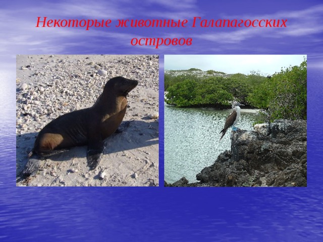 Некоторые животные Галапагосских островов Морской лев Голубоногая олуша 