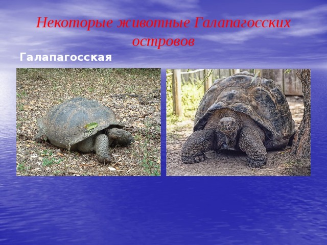 Некоторые животные Галапагосских островов Галапагосская черепаха  Галапагосская черепаха  