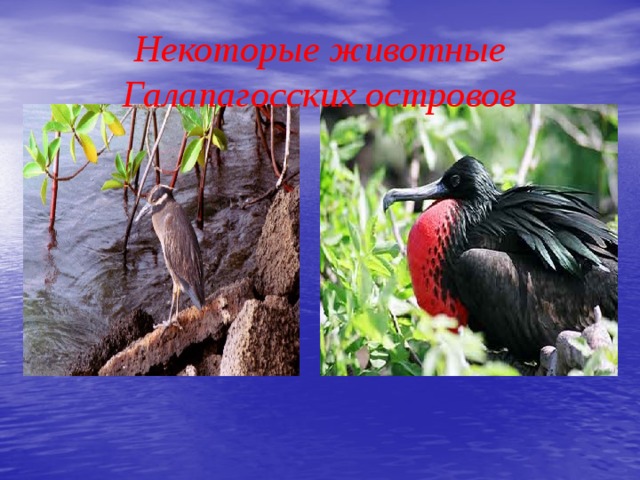 Некоторые животные Галапагосских островов 