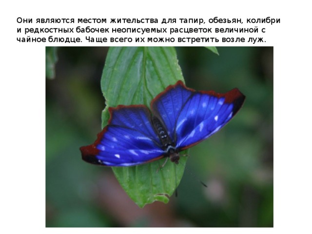 Они являются местом жительства для тапир, обезьян, колибри и редкостных бабочек неописуемых расцветок величиной с чайное блюдце. Чаще всего их можно встретить возле луж. 