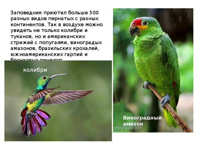 Заповедник приютил больше 500 разных видов пернатых с разных континентов. Так в воздухе можно увидеть не только колибри и туканов, но и американских стрижей с попугаями, виноградых амазонов, бразильских крохалей, южноамериканских гарпий и бронзовых пенелоп. колибри Виноградный амазон 