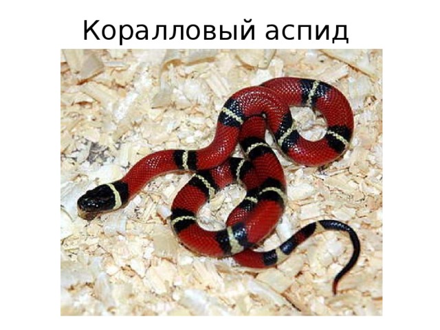 Коралловый аспид 