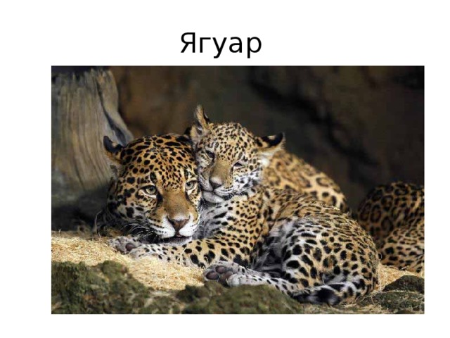 Ягуар 