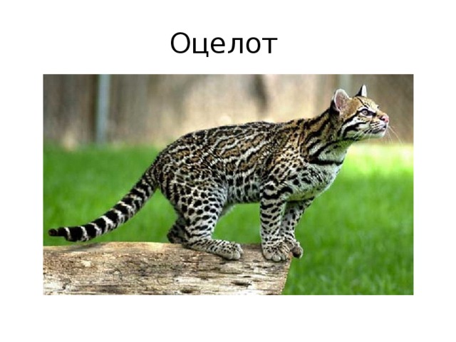 Оцелот 